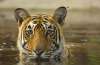 iStock-500684257-Kanha-Tiger